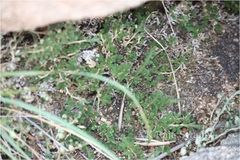 Selaginella wightii
